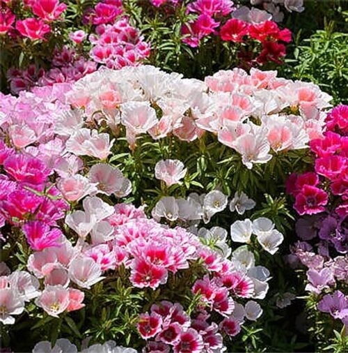 Dwarf Godetia Seeds – 8-12′ Tall. 5,000 eeds