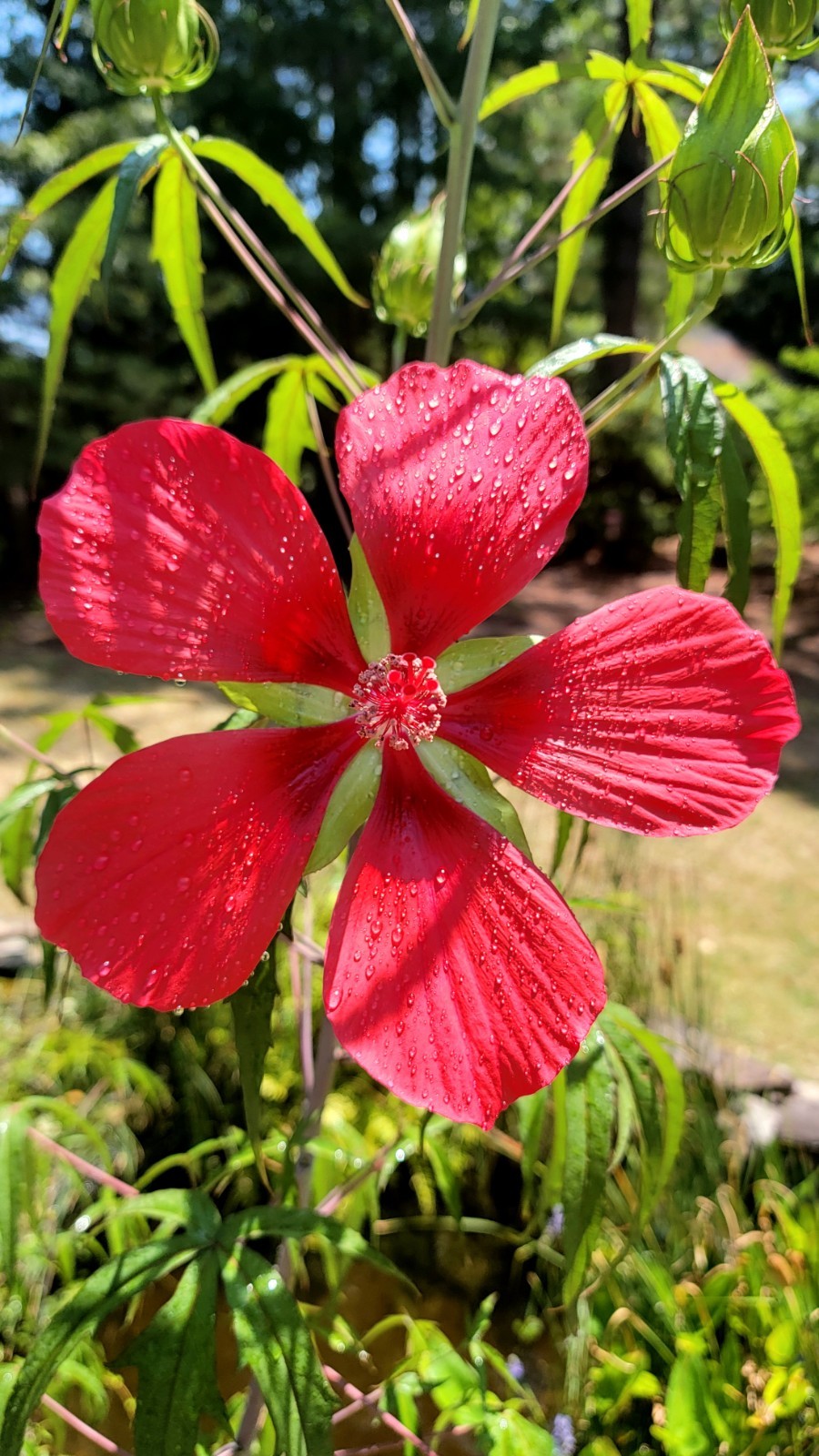 Red Hibiscus Mallow Seeds 25 50 75 Pack Garden Flowers Hardy Outdoor Swamp Plant