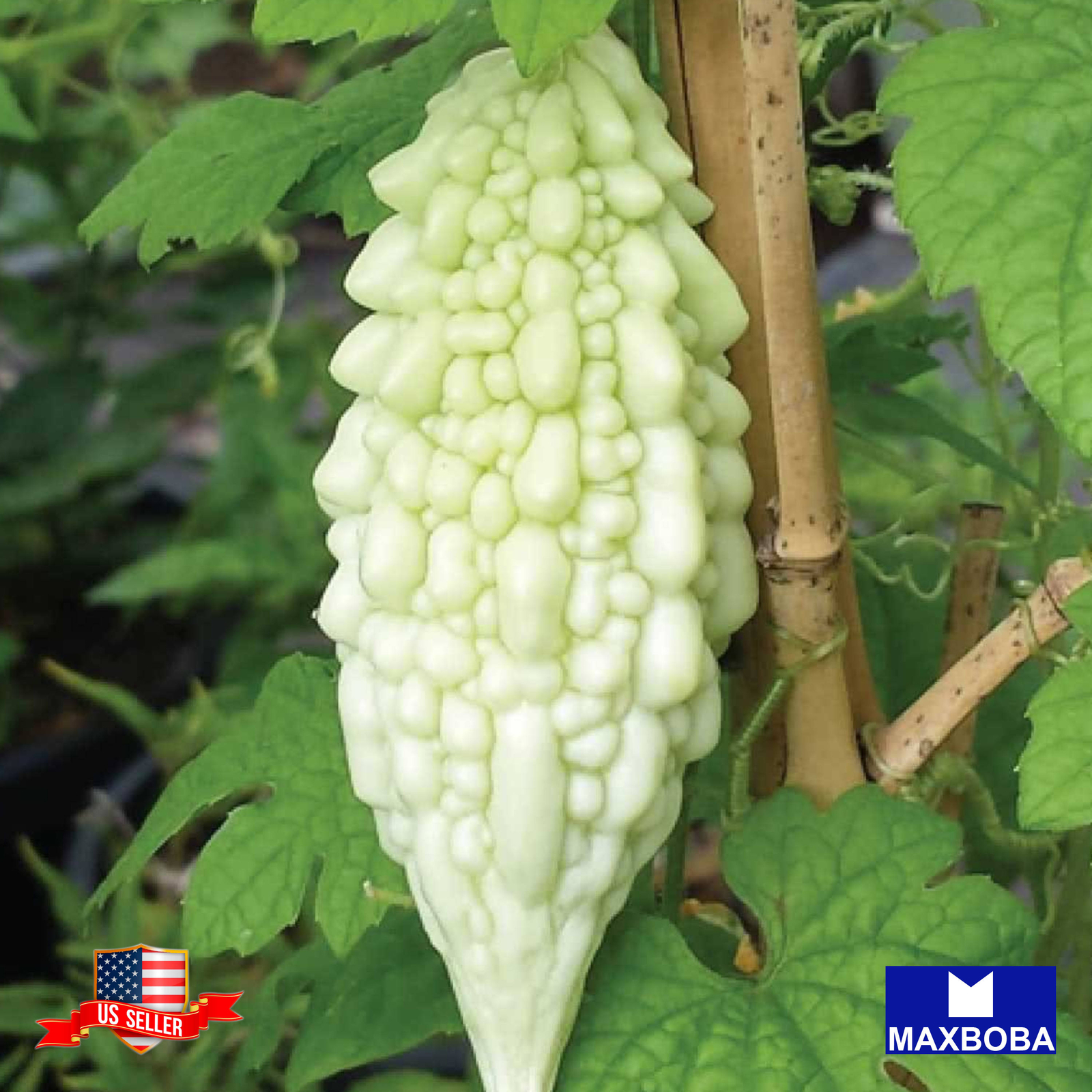 Gourd Fresh Seeds Bitter White Hybrid Non-GMO Vegetable
