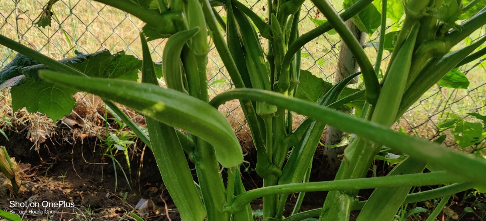30 Okra Seeds / Đậu Bắp for 2024 season