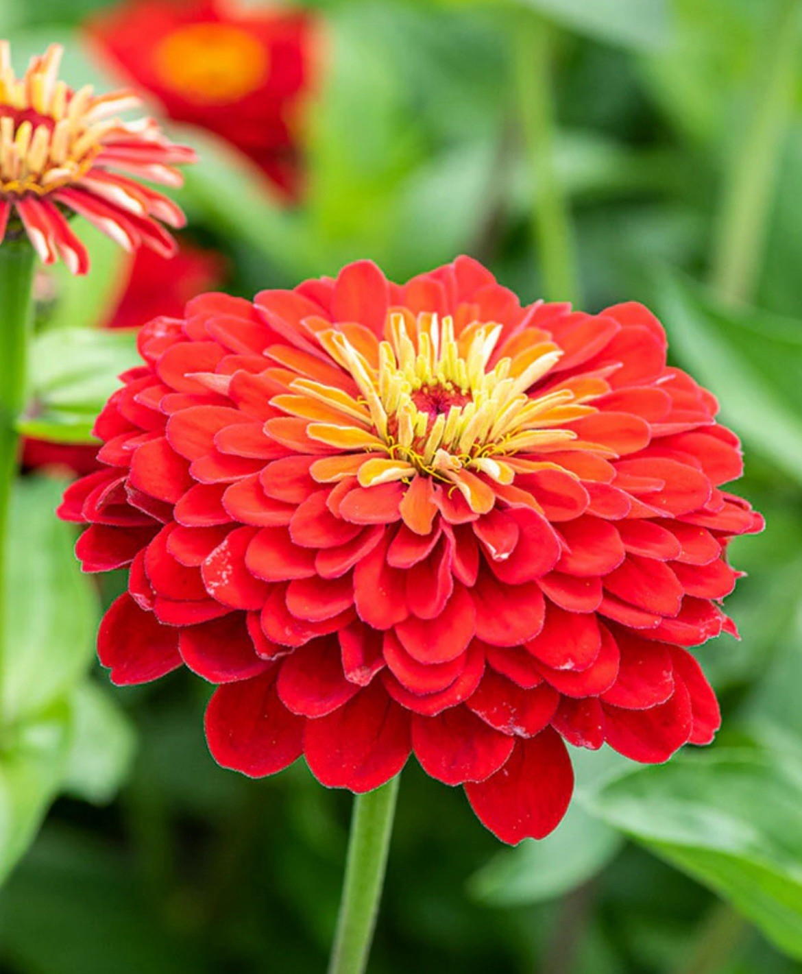 Zinnia Scarlet Flame Seeds Free Shipping NJ USA Grower