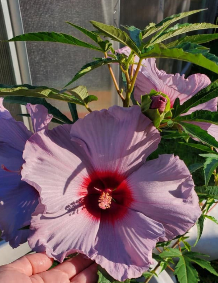 Blue Brule Rose of Sharon Plant – 4-8″ Tall – Lavender-Blue Flowering Shrub