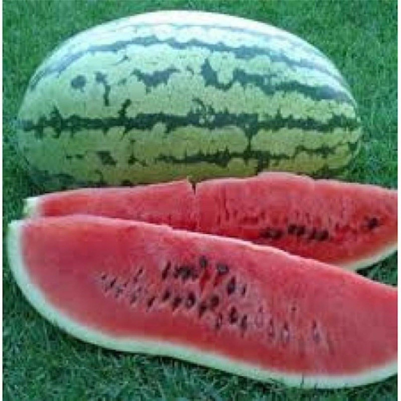 Striped Klondike Ribbon Watermelon Seeds