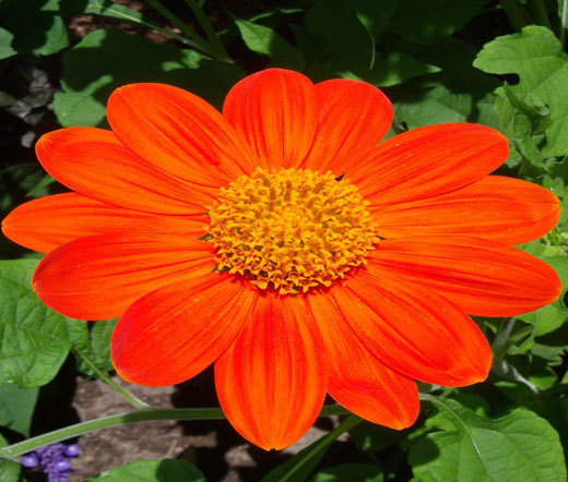 SUNFLOWER MEXICAN TORCH Tithonia Rotundifolia – 200 Bulk Seeds