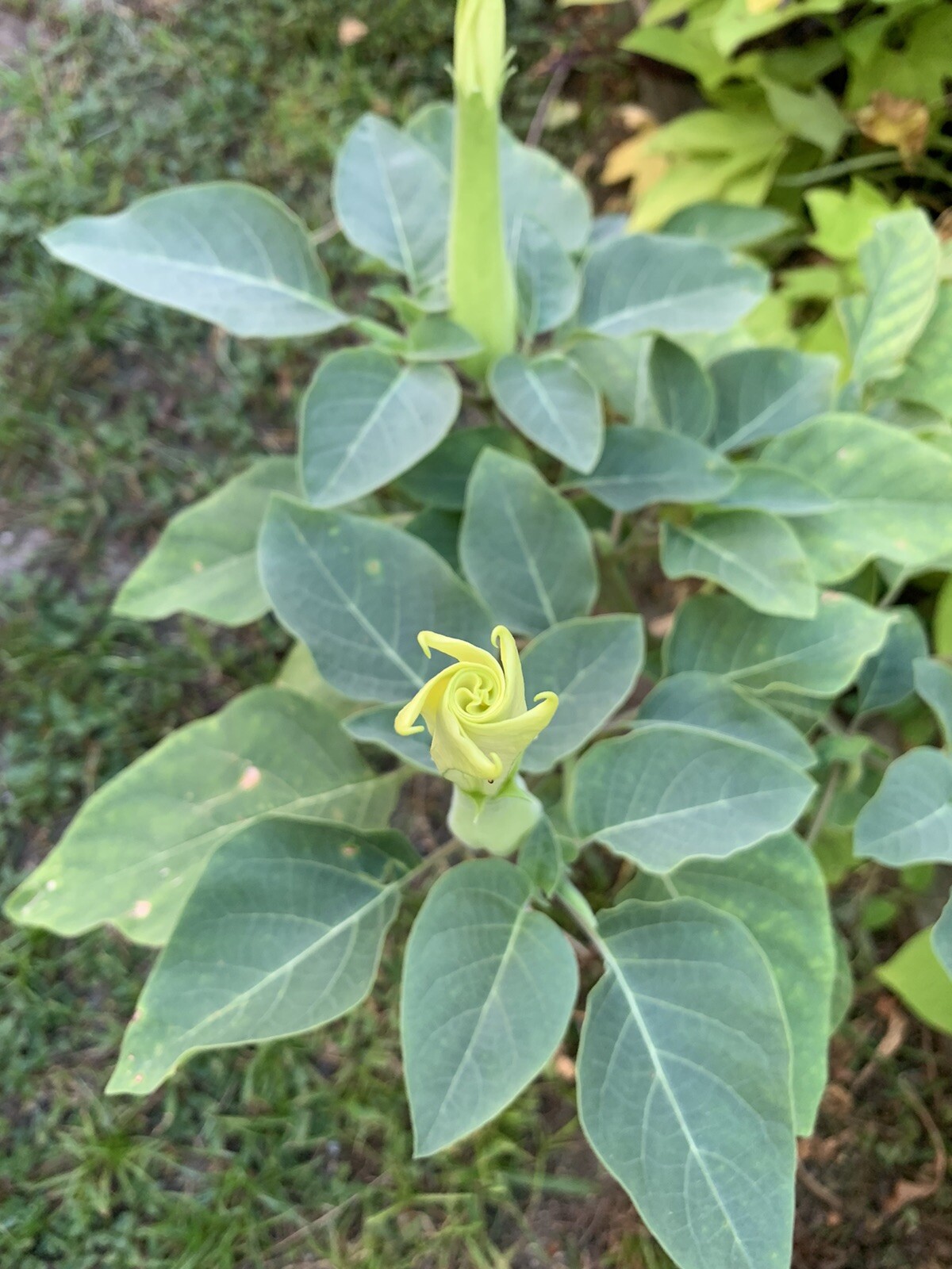 (400 SEEDS) White Moon Flower Angel’s Trumpet Day&Night Bloom Datura. 2023Seeds