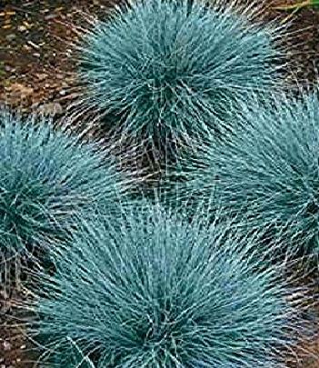 Festuca ovina Glauca 1,000 seeds