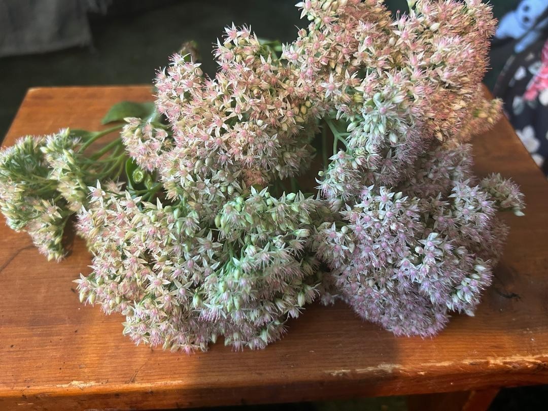 White Crystal Pink Sedum Stone Crop Perennial Flowers 100 + SEEDS USA Grown
