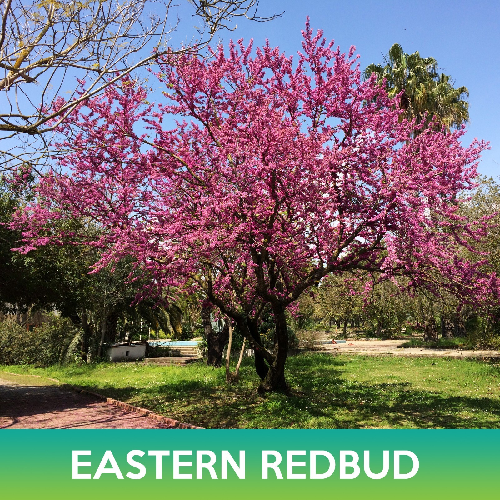 Eastern Redbud Seeds, Cercis canadensis
