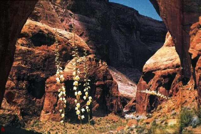 Yucca angustissima | Narrowleaf Yucca | 10 Seeds