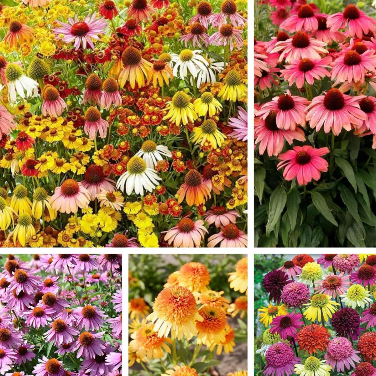 310Pcs Coneflower Seeds Echinacea Pallida, Non-Gmo Heirloom Perennial Flower See