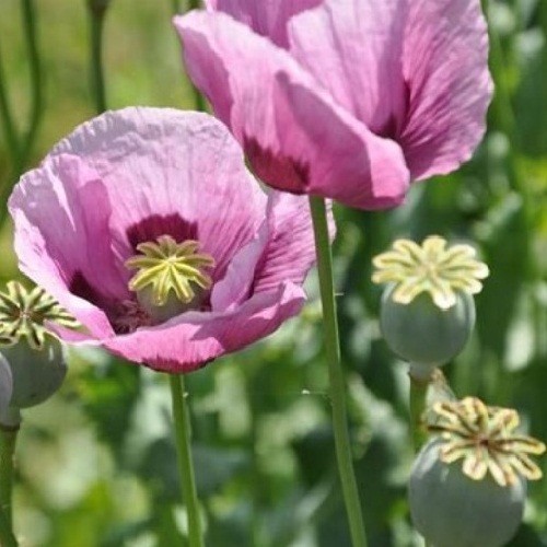 20,000 Turkish Papevaer Somniferum Poppy Seeds For Planting Imported 2025 Harves