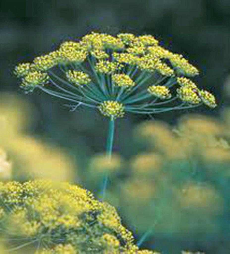 DILL SEED, BOUQUET, HEIRLOOM, NON GMO, 25+ SEEDS, HERB FRESH OR DRIED
