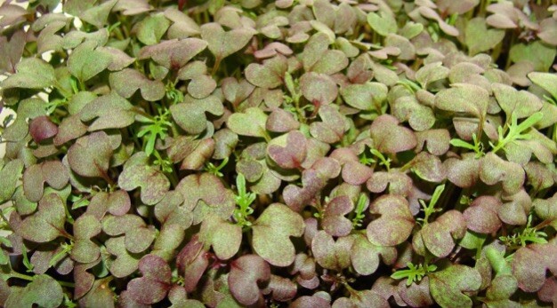 1-OZ 10,000+ Red Streaks MIZUNA Japanese mustard seeds; beautiful foliage!