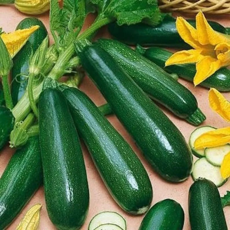 25+ BLACK BEAUTY Zucchini Squash —————– HEIRLOOM — NON GMO