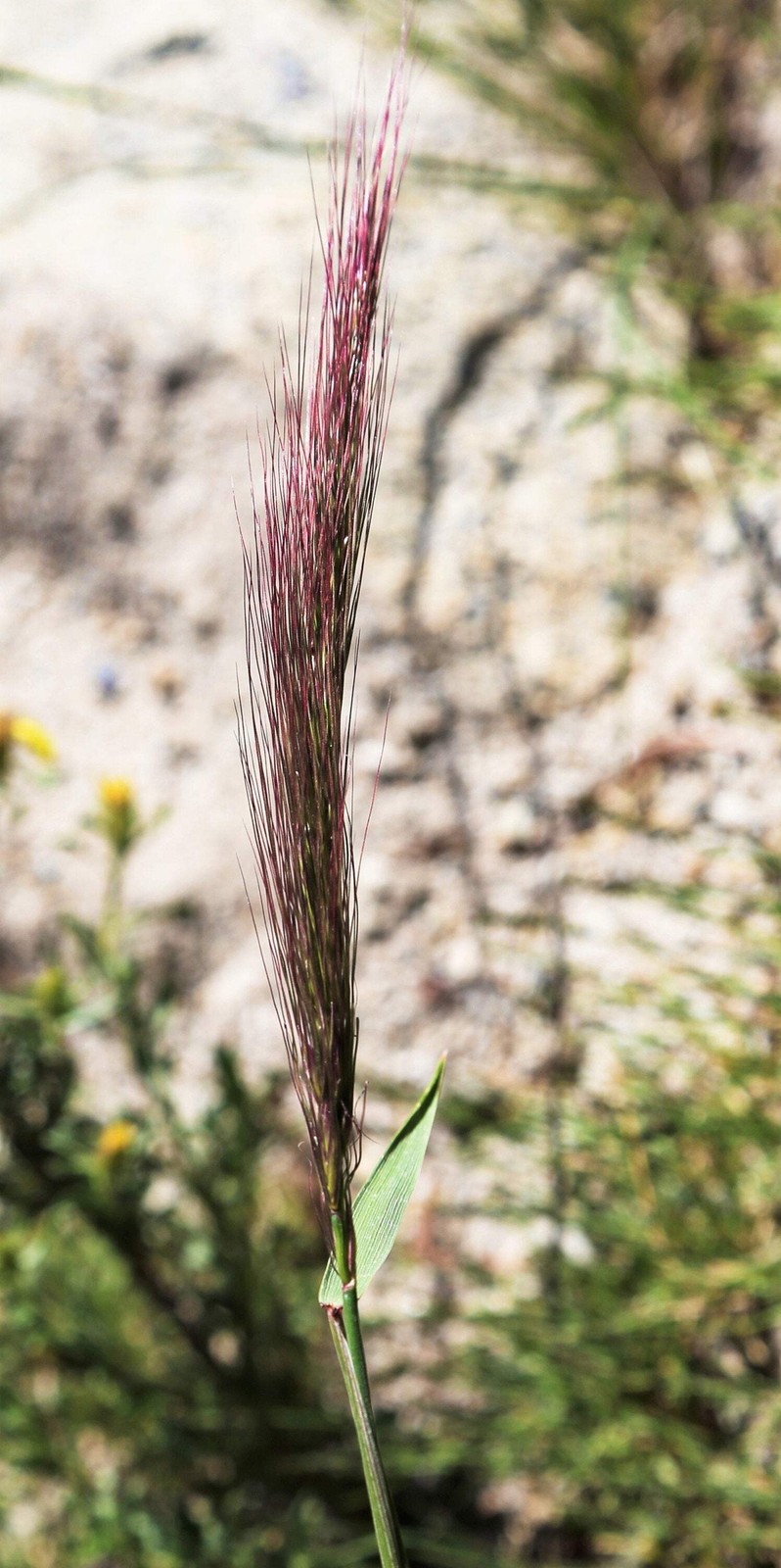 300 Bottlebrush SQUIRRELTAIL RYE GRASS Elymus Elymoides Sitanion Hystrix Seeds