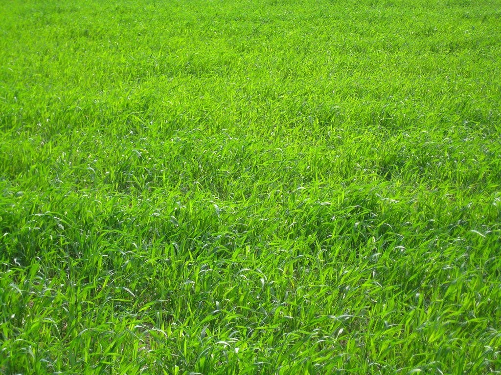ProTurf Perennial Ryegrass Fine Lawn Seed by Eretz 1lb Choose Size Premium W…