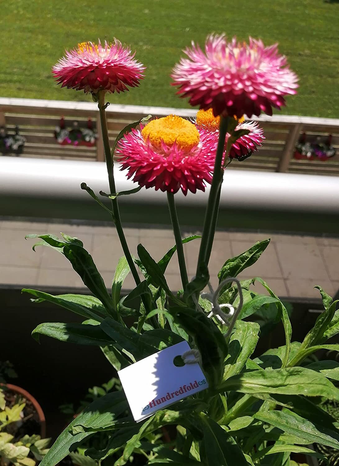 Straw Flower 500 Seeds Xerochrysum bracteatum Mix of Pink, Rose, & Gold Bloom
