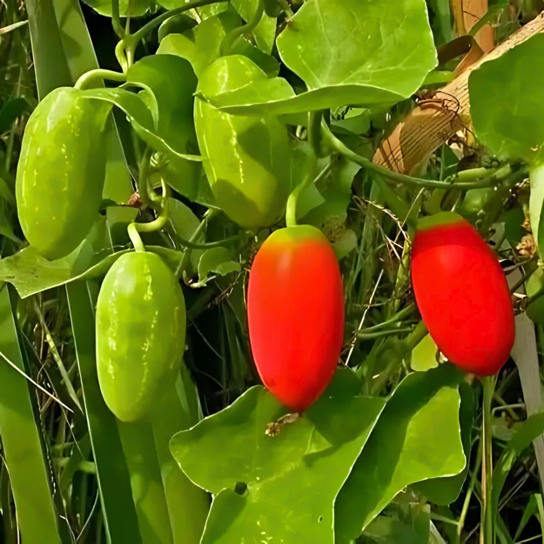 Fresh Ivy Gourd 10 Seeds | Pak Tum Lung | Heirloom Non-GMO | Asian Vegetable