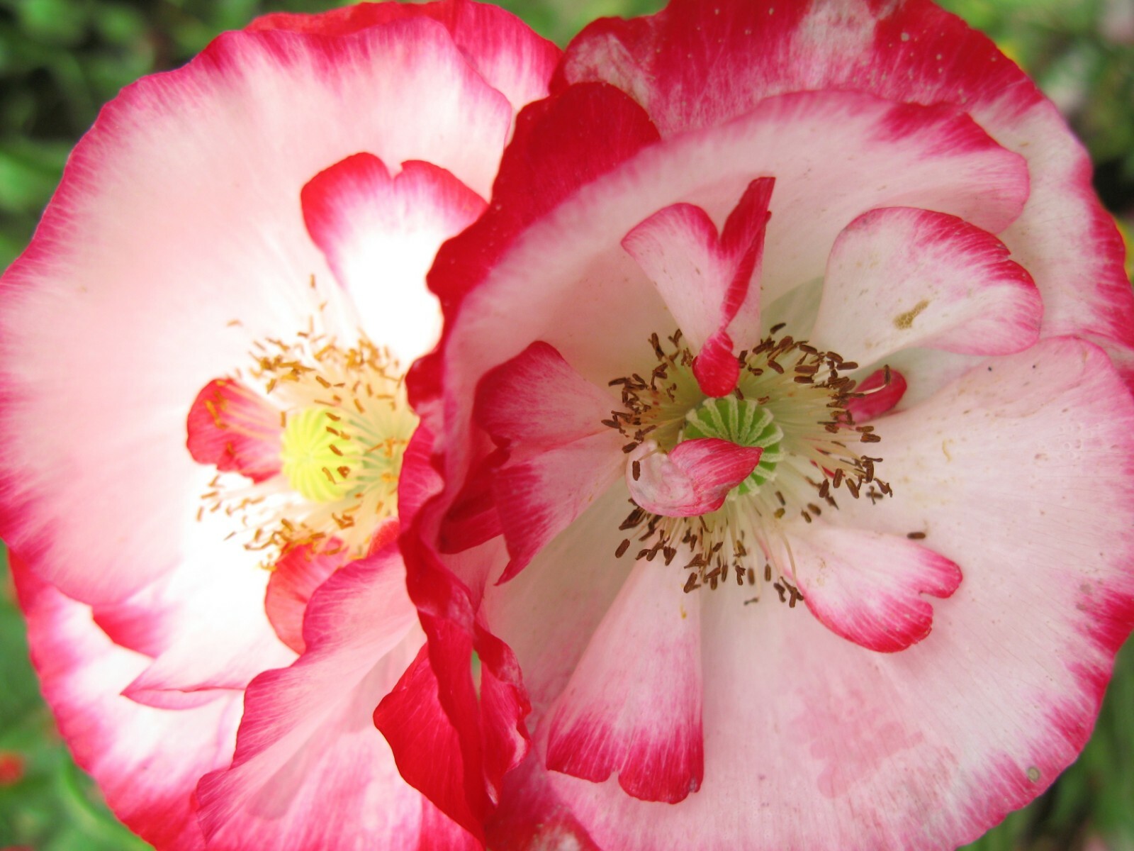 100+ Seeds Shirley Poppy Double Mixed Flower -Seed Pack