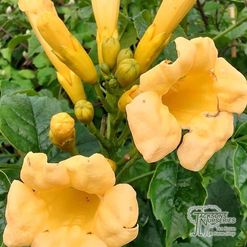 10 Trumpet Creeper Seeds