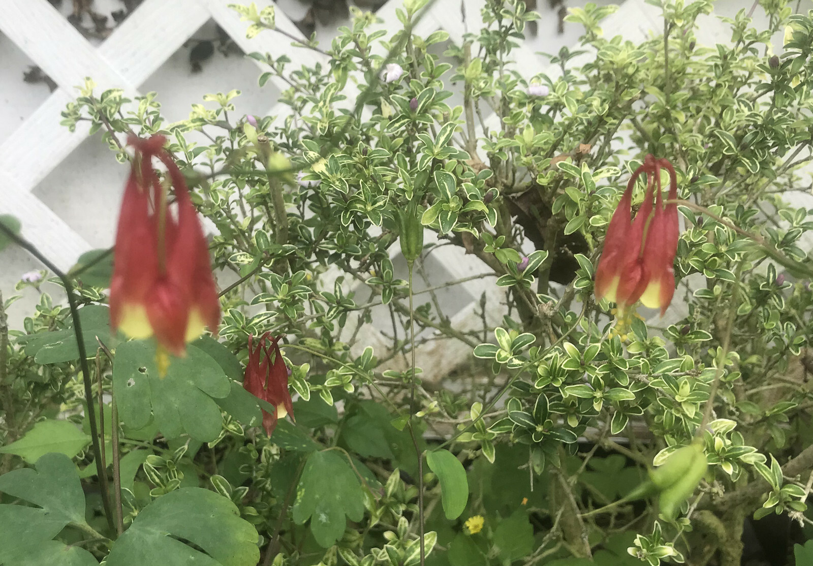 Aquilegia formosa Western columbine 10 seeds