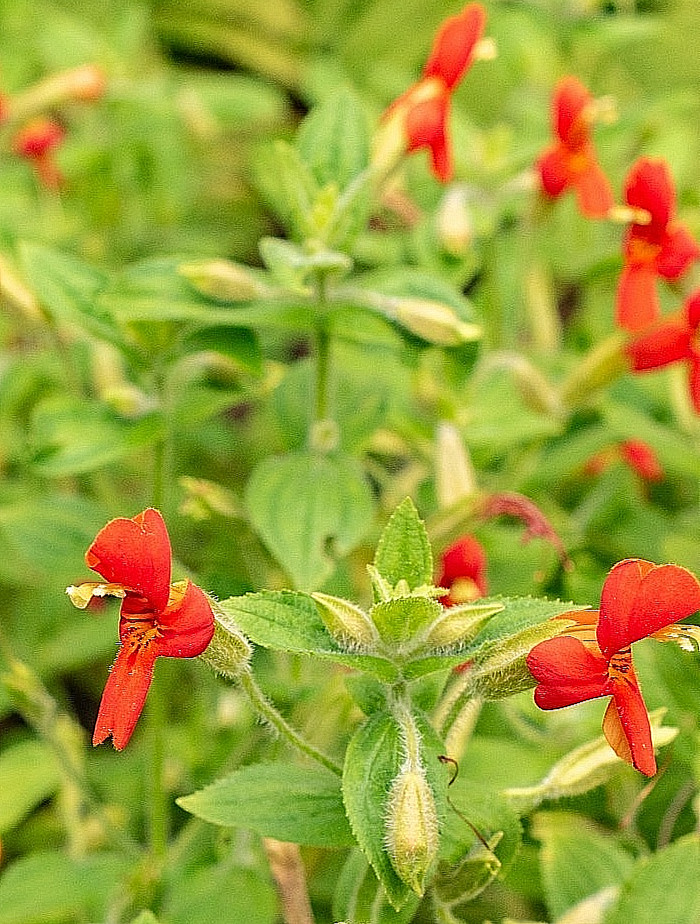 scarlet monkey flower 150 seeds hardy perennial, mimulus cardinalis