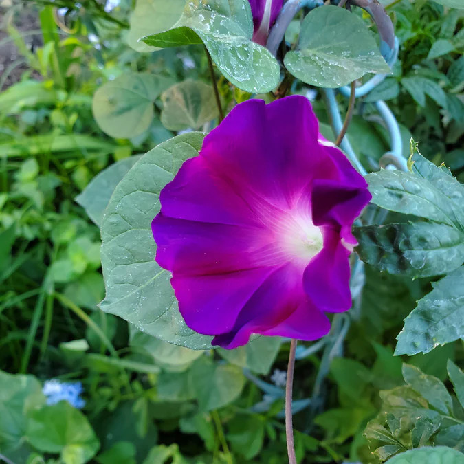 Grandpa Ott Morning Glories – 100 Seed Count Packets