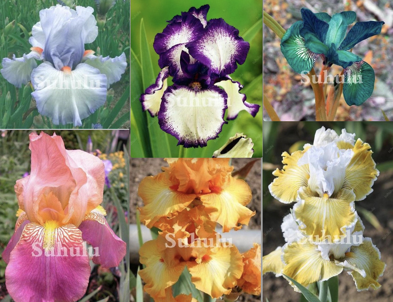 20 SEEDS IRIS flowering bloom rare exotic plant flower garden FOR germination