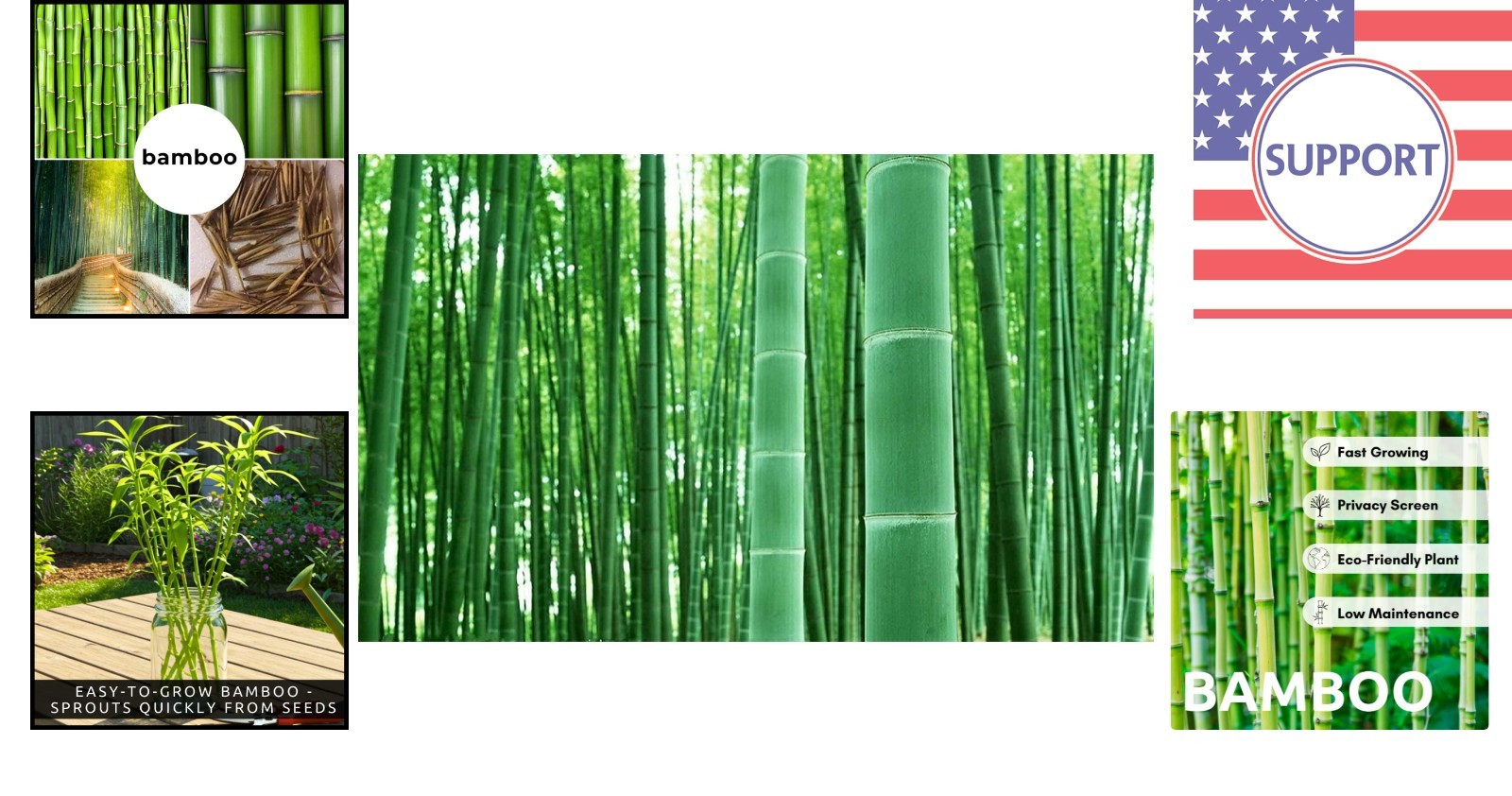 100+ Lucky Bamboo Seeds – Fast-Growing for Prosperous Landscaping and Privacy