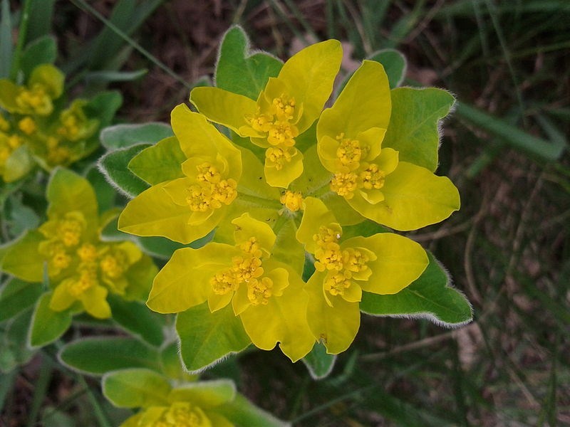 30+ EUPHORBIA POLYCHROMA FLOWER SEEDS / PERENNIAL / DROUGHT TOLERANT