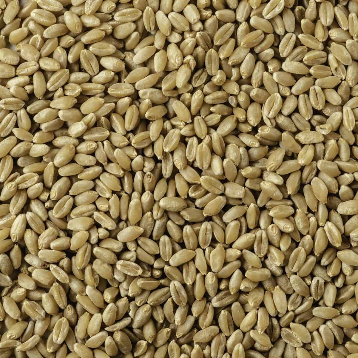 Fast Growing Wheat Forage Seed 1 lb. Wildlife Cover Crop