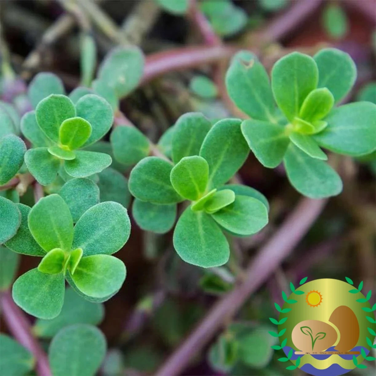 Green Purslane Seeds | NON-GMO | Heirloom | FREE SHIPPING