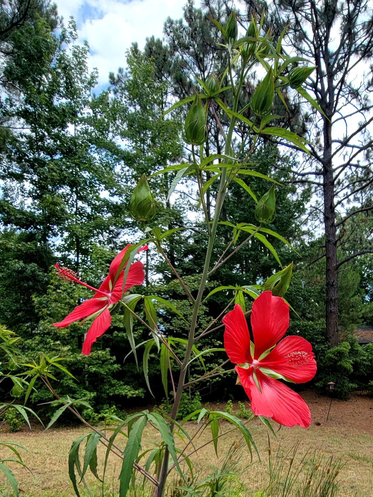Red Hibiscus Mallow Seeds 25 50 75 Pack Garden Flowers Hardy Outdoor Swamp Plant