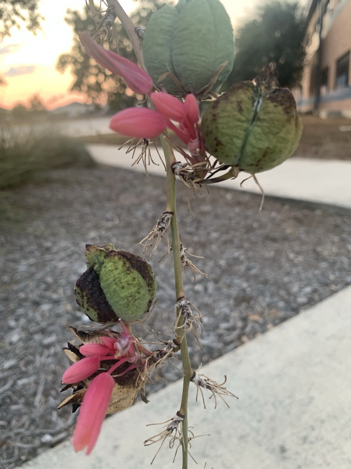 25+ Red Yucca Hesparola Parviflora Seeds