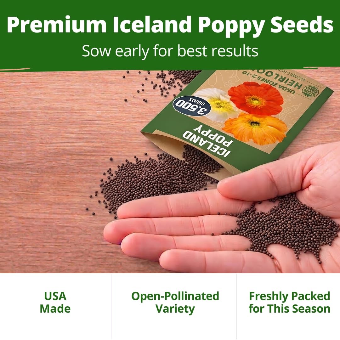 HOME GROWN Iceland Poppy Seeds (0.60g) – 2026 Spring for 1-Pack, Multi