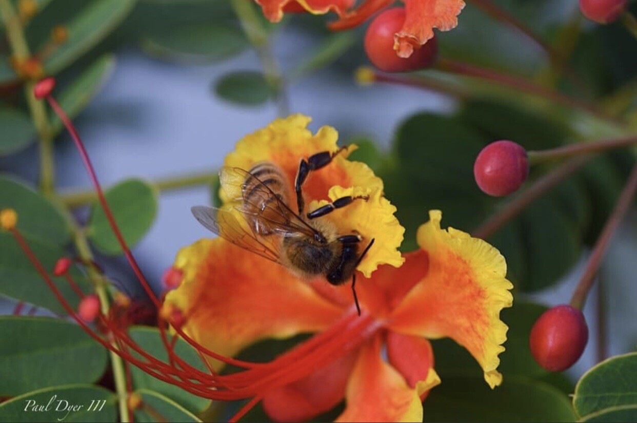20 seeds Caesalpinia Pulcherrima PRIDE OF BARBADOS MEXICAN BIRD OF PARADISE