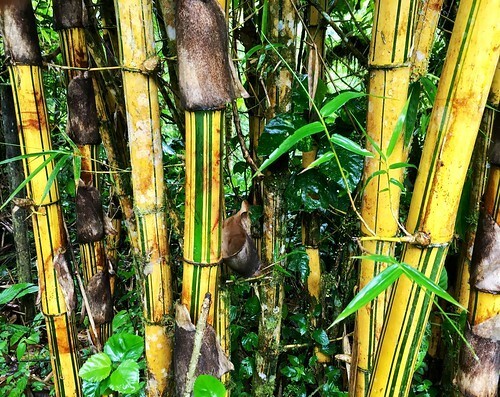 10 GREEN STRIPE BAMBOO SEEDS – Phyllostachys Viridis