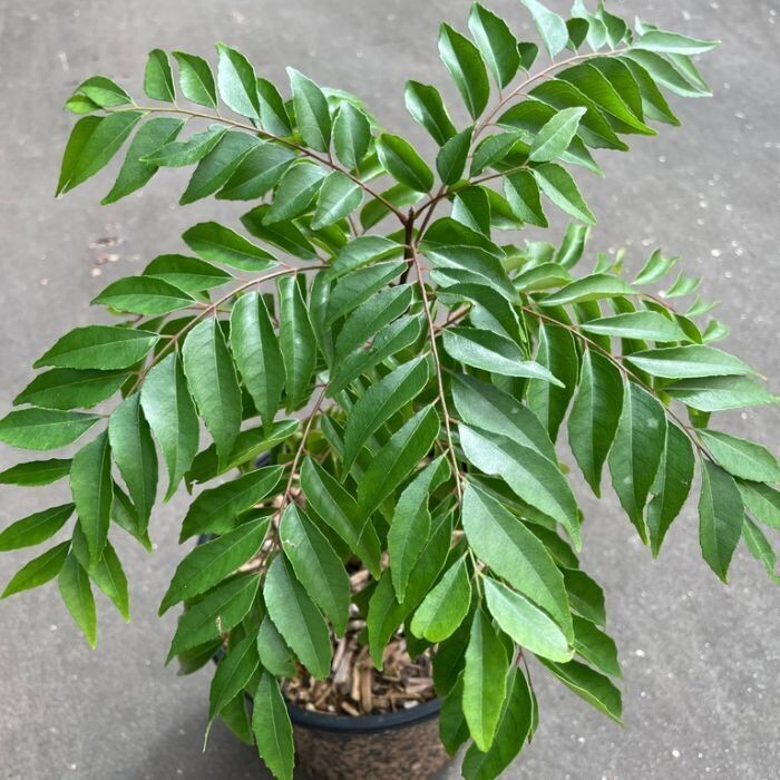 Curry Leaves 10 Seeds Curry Leaf Kadi Patta Murraya Seeds 3 DAY DELIVERY IN USA