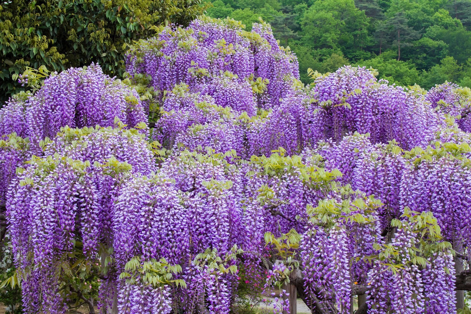 Wisteria sinensis – 5 Heirloom Seeds Beautiful Multi USE Plant- See Listing