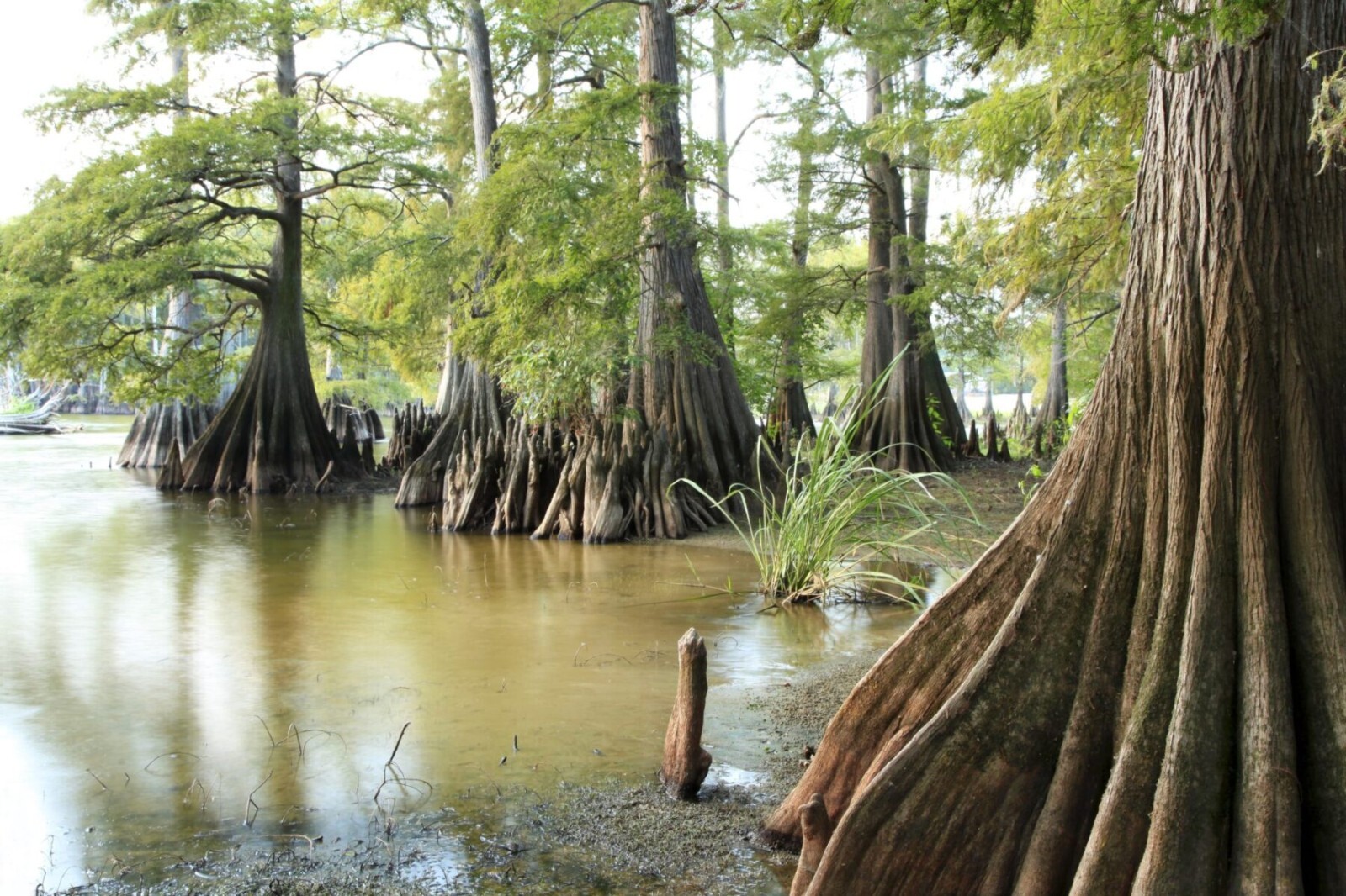 Southern Bald Swamp Cypress Tree Seeds Taxodium distichum Fast Fall Colors Hardy
