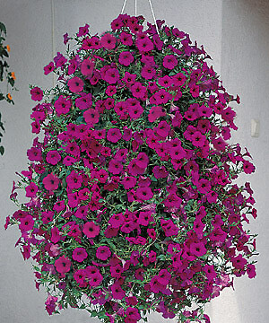 Petunia Wave Purple Classic 100 seeds