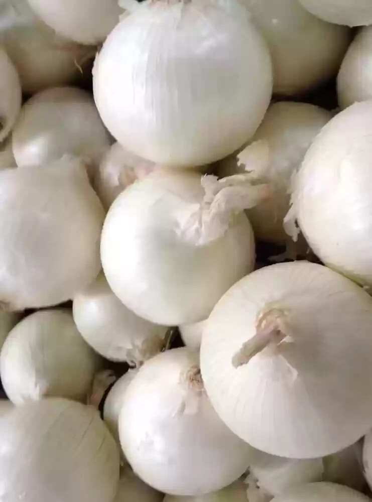 Sweet White Spanish Onion Seeds (100) / ORGANIC / FLORIDA GROWN / DELICIOUS