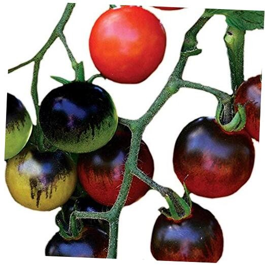 Cherry Tomato Seeds, Planting Vegetables, Pack of 10 Midnight Snack Hybrid