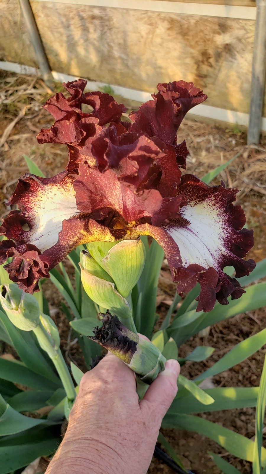 Tall Bearded Iris Raspberry Pie last offer