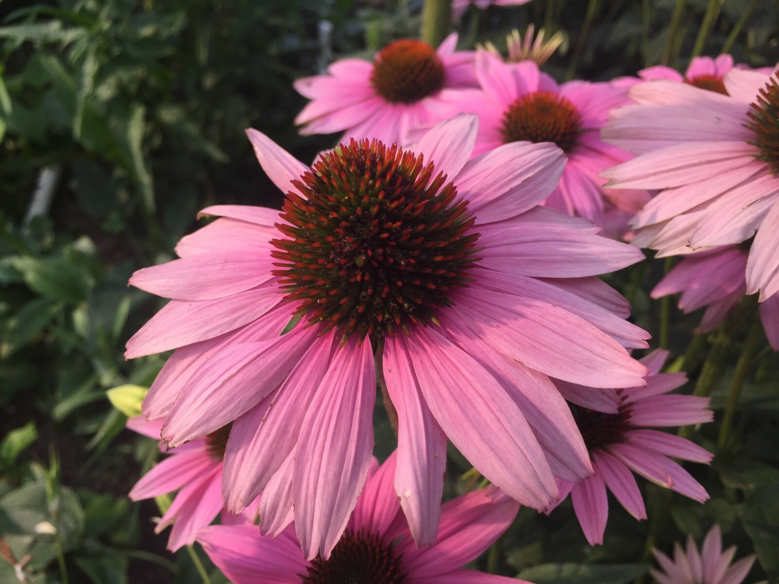 500 seeds ECHINACEA PURPUREA MAGNUS CONEFLOWER Perennial +gift