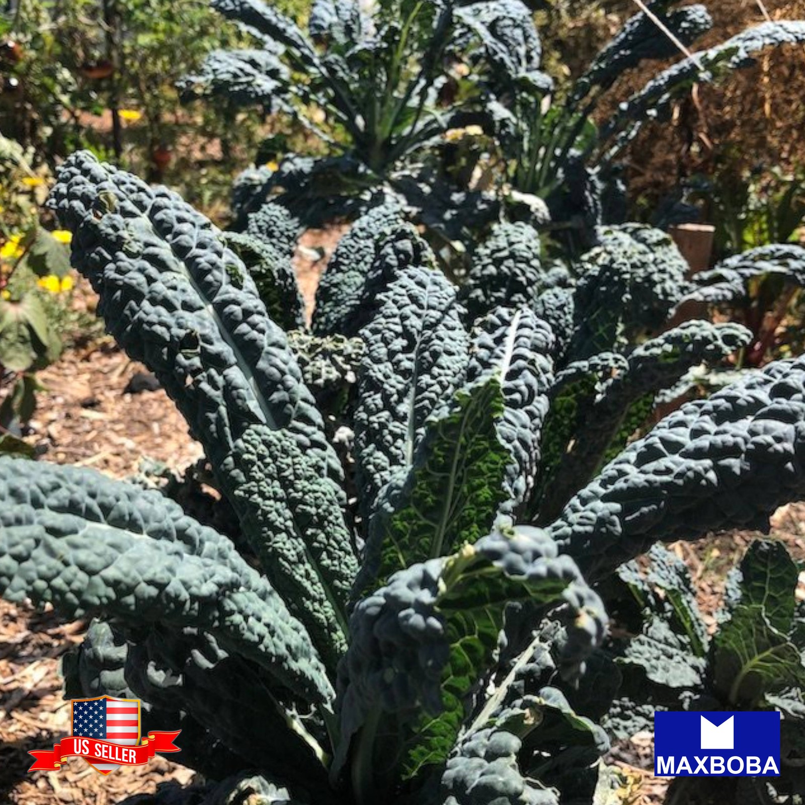 600+ Black Tuscan (Lacinato) Kale Seeds Heirloom Non-GMO BTGO 75% OFF