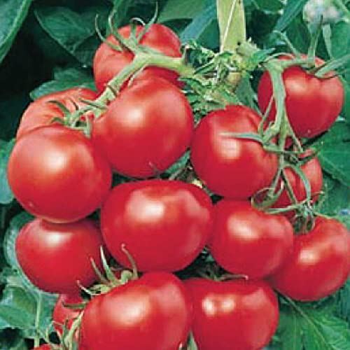 Early Cascade Tomato Seeds (((25 Seed Packet))) (More Heirloom, Organic, Non GMO