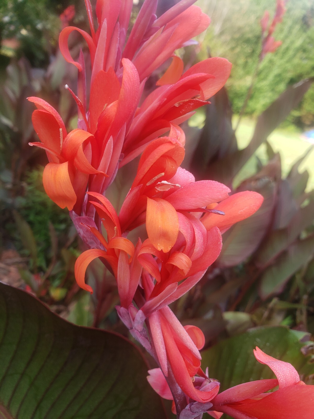15 Canna Bulbs Red Flowers Tall Plants Lot Of (15) Bronze Leaf Lily Rhizomes