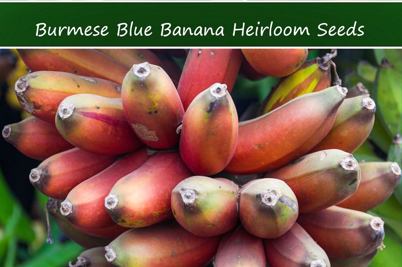 Tropical Seeds -Burmese Blue Banana – Musa itinerans 5 Seeds
