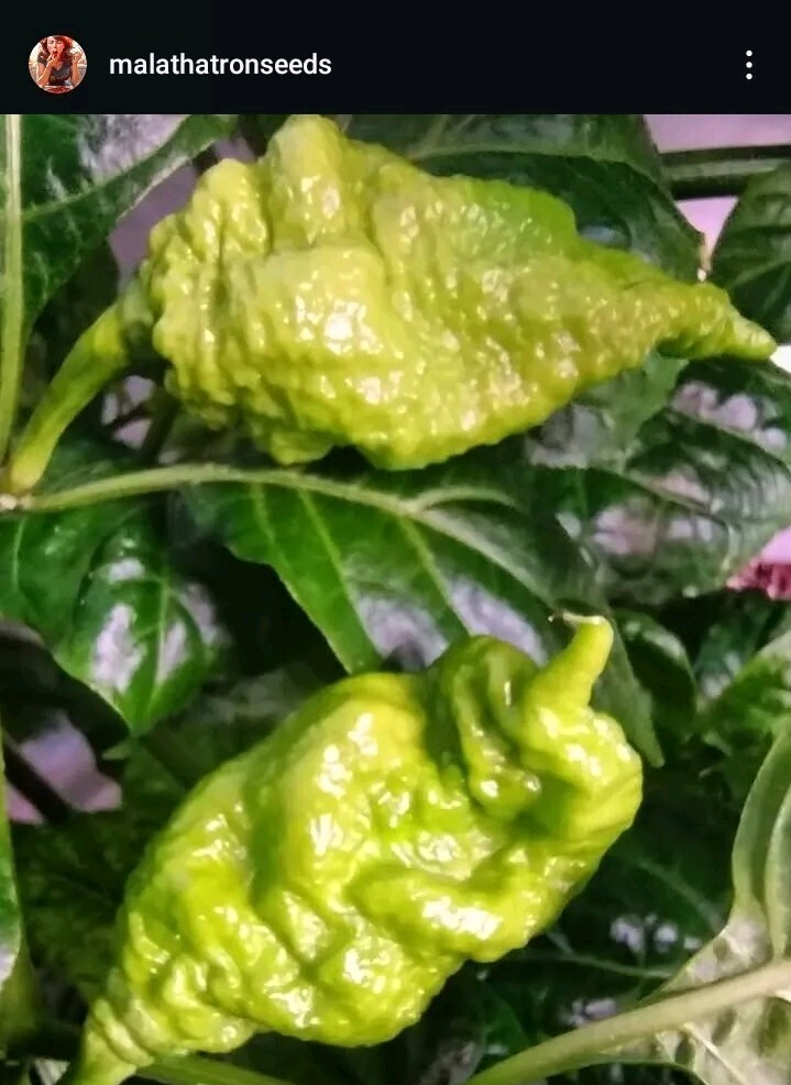 Humongous Hell Hot Heat Haul – 6 Superhot Varieties – Superhot! 120 Seeds Total!